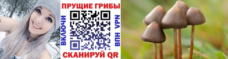 Купить  Пионерский  Галлюциногенные грибы Psilocybine cubensis 